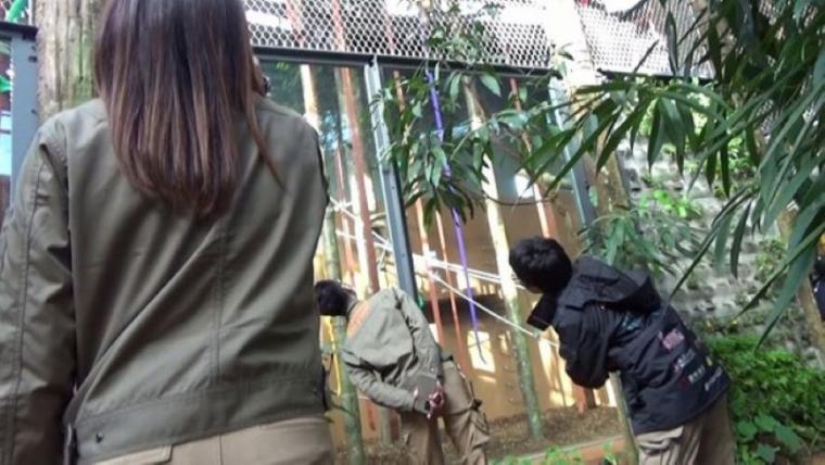 【最新スポット】もうすぐ会える！オランウータンの森に込められた動物園の使命…お客さんがスコール体験も【札幌・円山動物園】