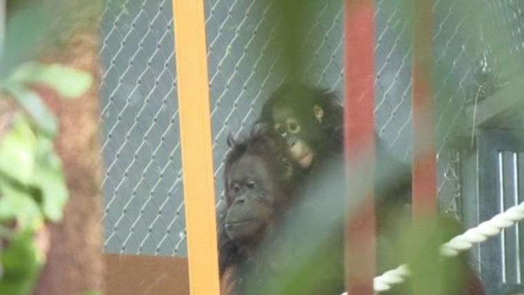 【最新スポット】もうすぐ会える！オランウータンの森に込められた動物園の使命…お客さんがスコール体験も【札幌・円山動物園】