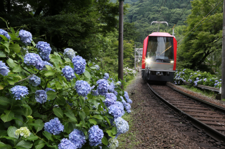 座席指定でゆったり！箱根の初夏の風物詩「夜のあじさい号」運行