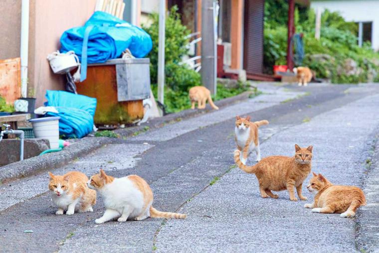深島のねこ