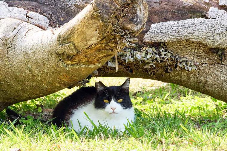 深島のねこ