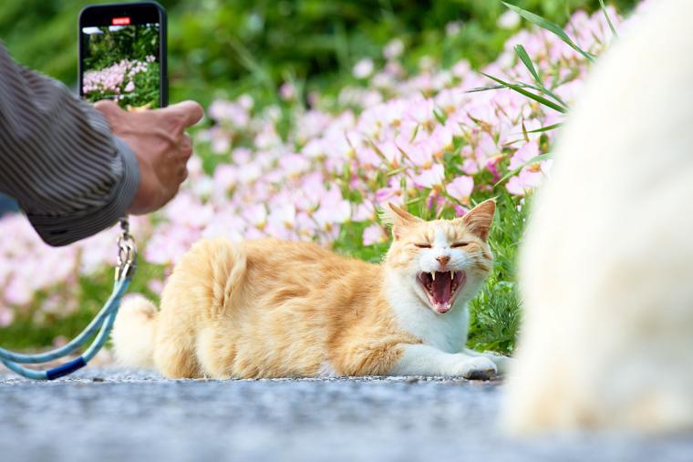 深島のねこ