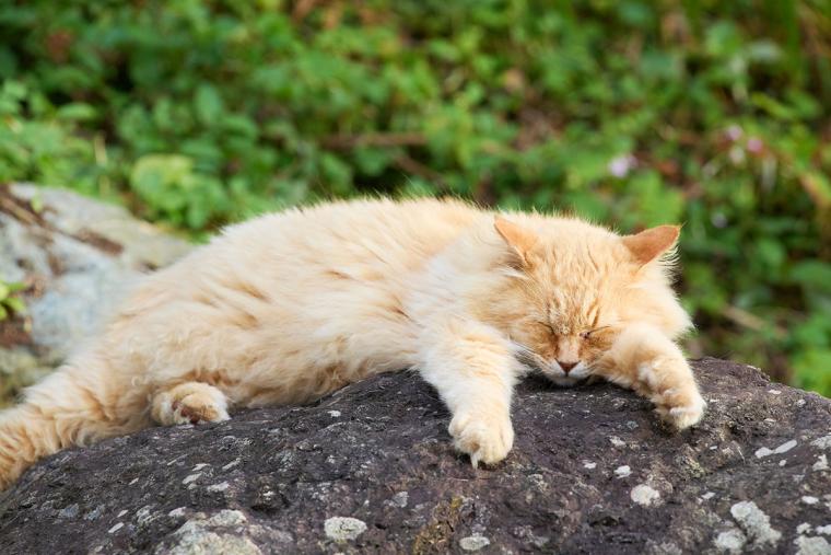 深島のねこ