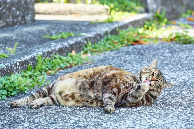深島のねこ