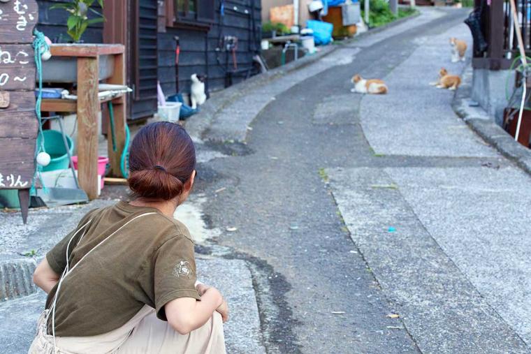 深島のねこ