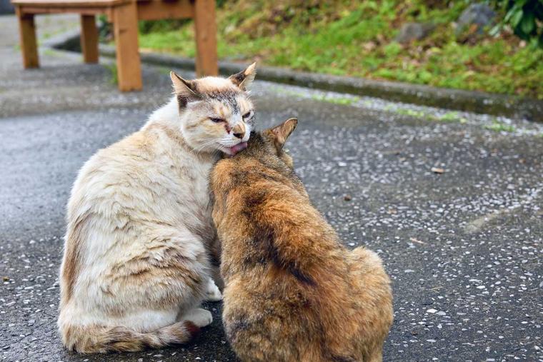 深島のねこ