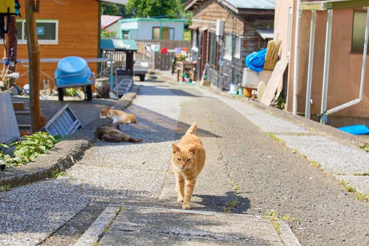 深島のねこ
