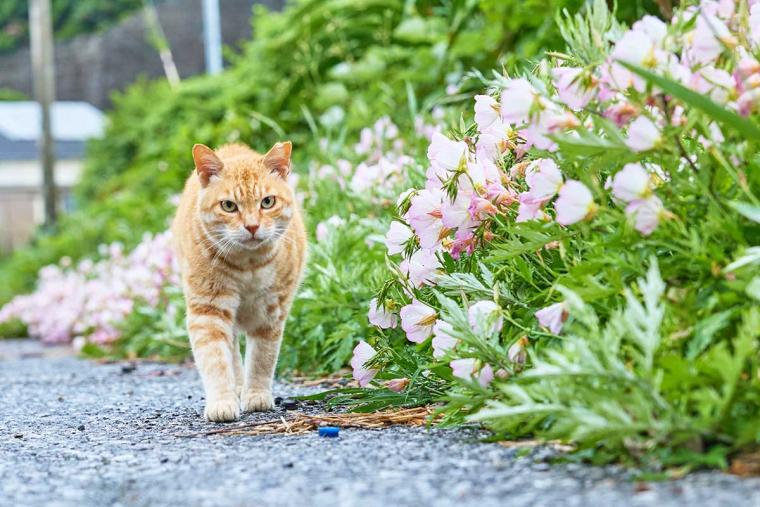 深島のねこ