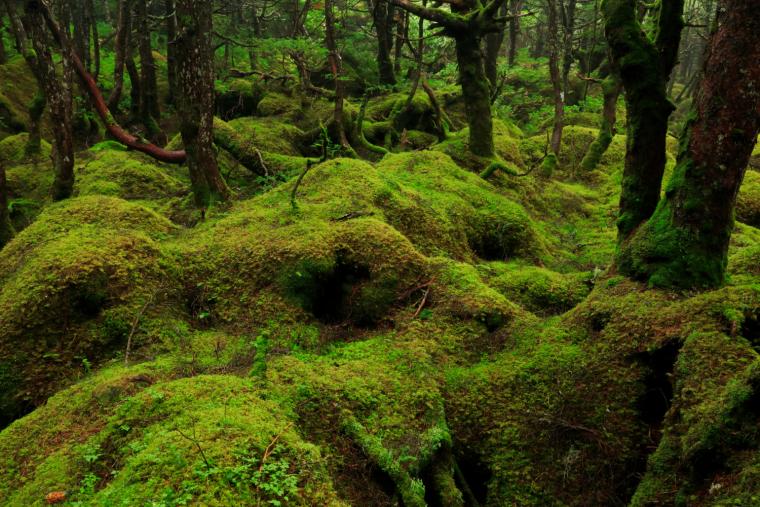 ⽩駒の池周辺の森