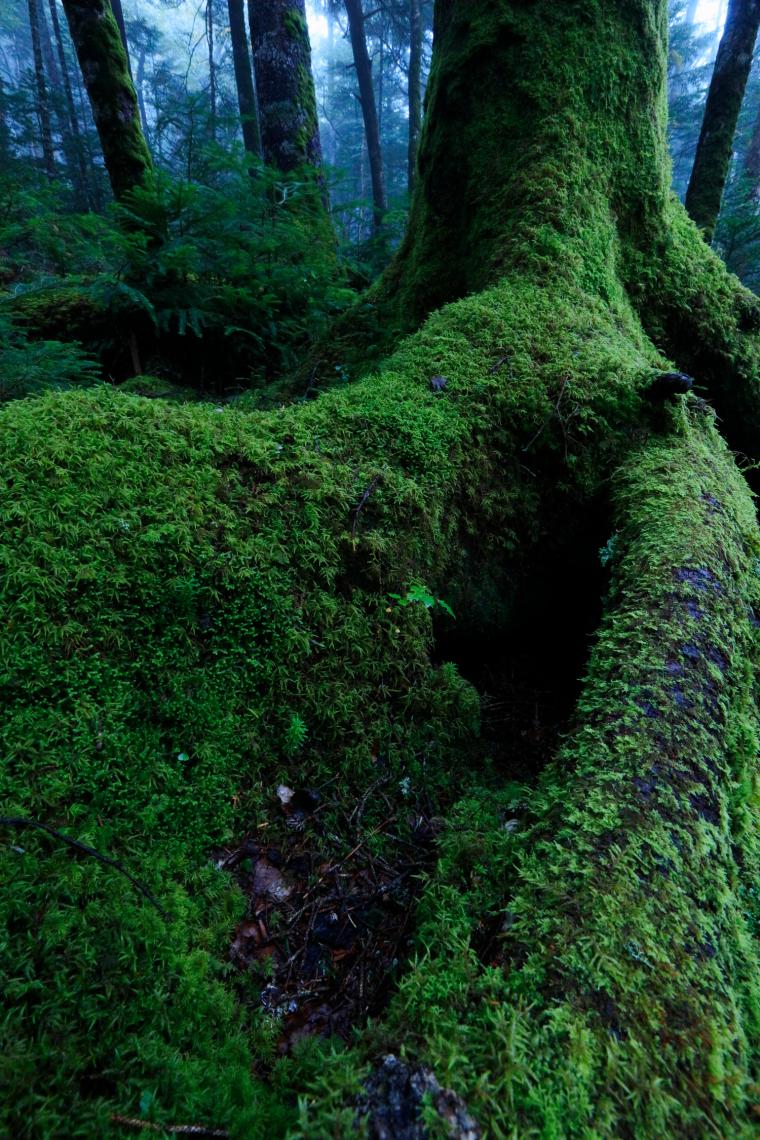⽩駒の池周辺の森の苔