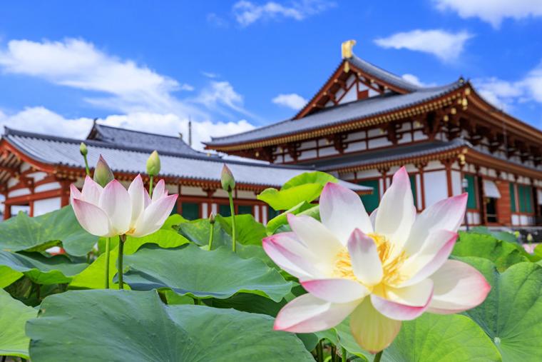奈良・薬師寺 蓮