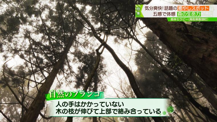 鳥取県智頭町で森林セラピー！森の爽やかな空気の中で心も体もリフレッシュ！