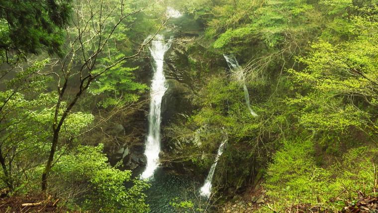 鳥取県智頭町で森林セラピー！森の爽やかな空気の中で心も体もリフレッシュ！
