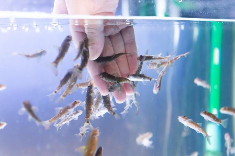 サケのふるさと 千歳水族館