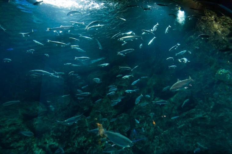 サケのふるさと 千歳水族館