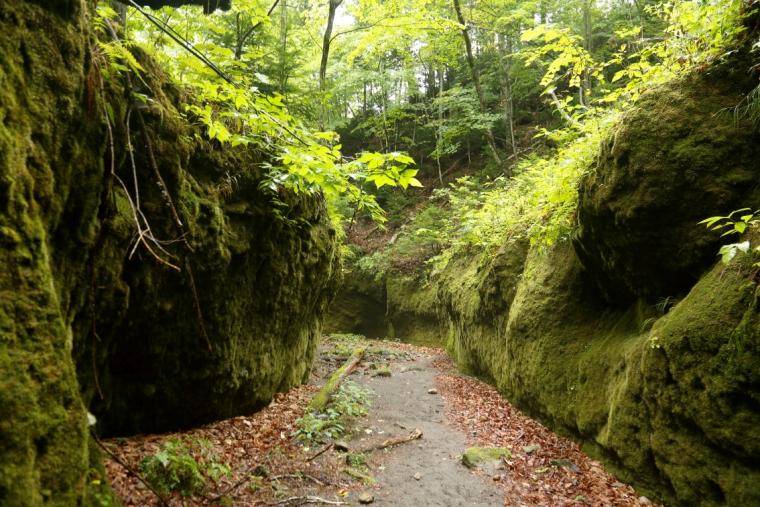 ＜苔の回廊＞
