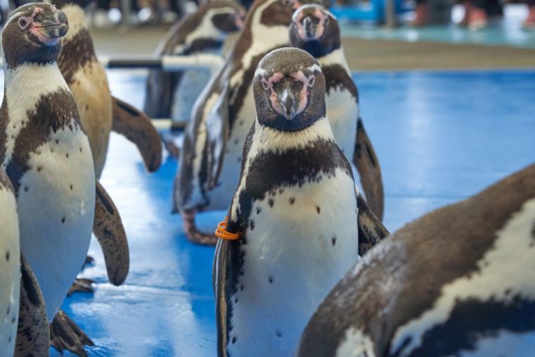 鳥羽水族館