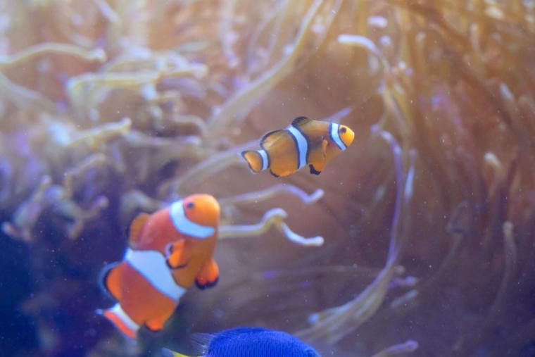 鳥羽水族館