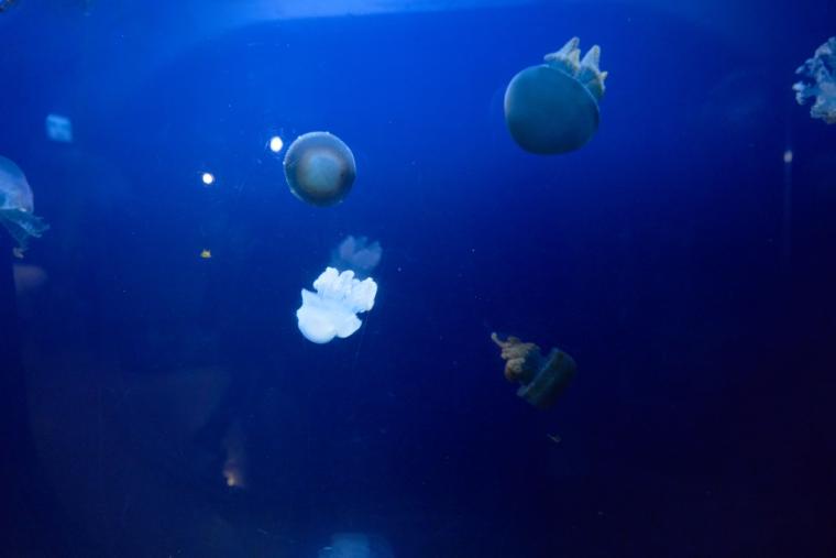 鳥羽水族館