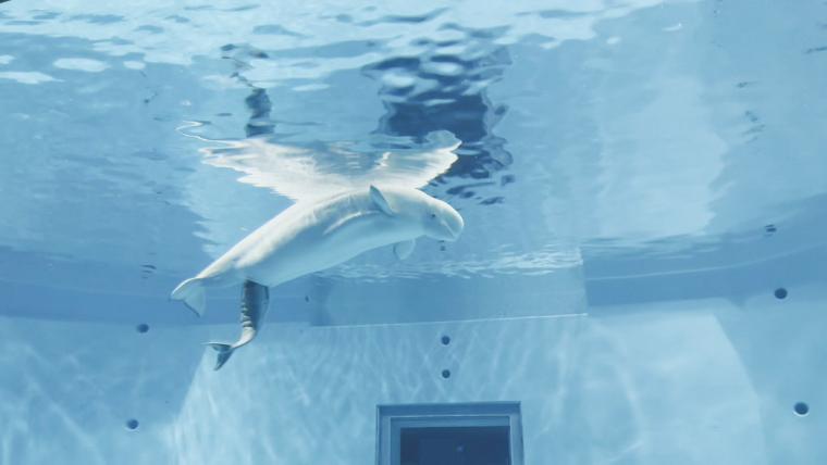 島根県浜田市の水族館にシロイルカの赤ちゃん誕生！親子で寄り添って泳ぐ可愛い姿に癒される♪