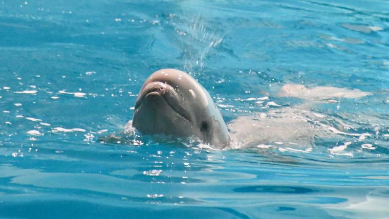 島根県浜田市の水族館にシロイルカの赤ちゃん誕生！親子で寄り添って泳ぐ可愛い姿に癒される♪