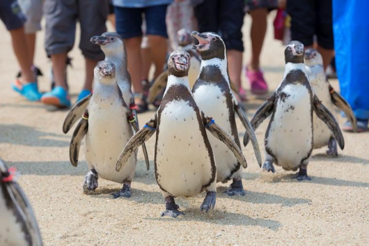 長崎ペンギン水族館