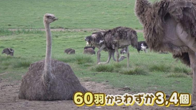 子どももビックリ「なんの動物？」「地球上で一番大きい卵」北海道ニセコ町で見つけた牧 場の取り組みに注目