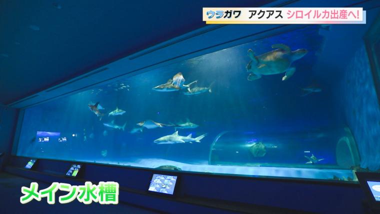 【島根】水族館の飼育員さんお仕事に密着！シロイルカの出産に初立ち合い…！