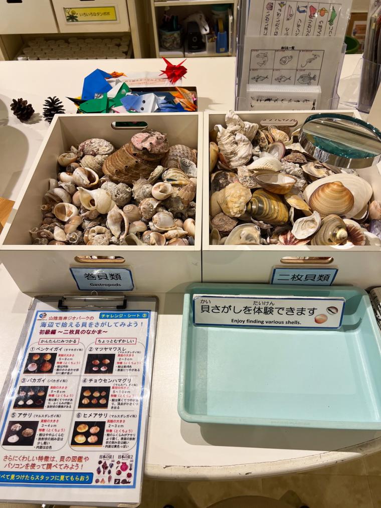 巨大イカ・ダイオウイカの標本も！海沿いにある子どもと一緒のおでかけにもおすすめの博物館「海と大地の自然館」（鳥取県岩美町）