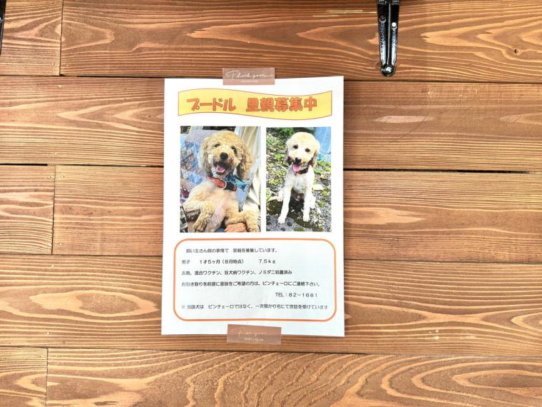 【鳥取】カップに柴犬が浮かぶ「しばオレ」が可愛すぎ！愛犬と楽しむこともできるドッグカフェがオープン