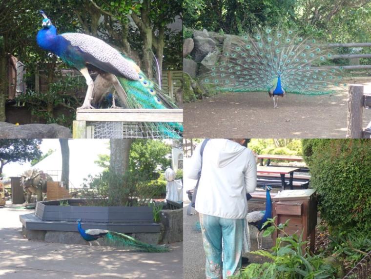 【静岡県伊東市・伊豆シャボテン動物公園】放し飼いの動物も! “距離感ゼロ”で新感覚 おやつあげ体験してきました