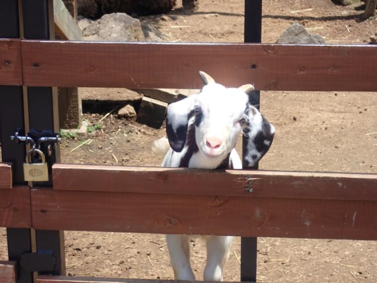 【静岡県伊東市・伊豆シャボテン動物公園】放し飼いの動物も! “距離感ゼロ”で新感覚 おやつあげ体験してきました