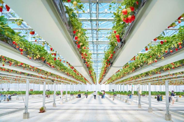 芋好きの聖地！「道の駅常総」でゲットしたいさつまいもグルメ