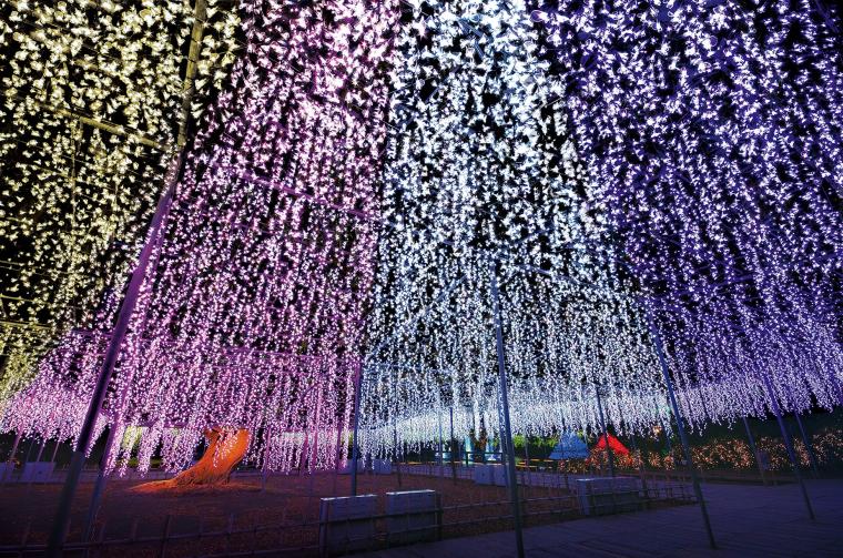 全国一位の「あしかがフラワーパーク」イルミネーション「光の花の庭」が開催中