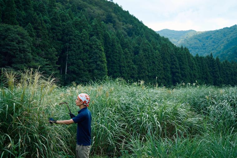 美山町・茅を刈る様子