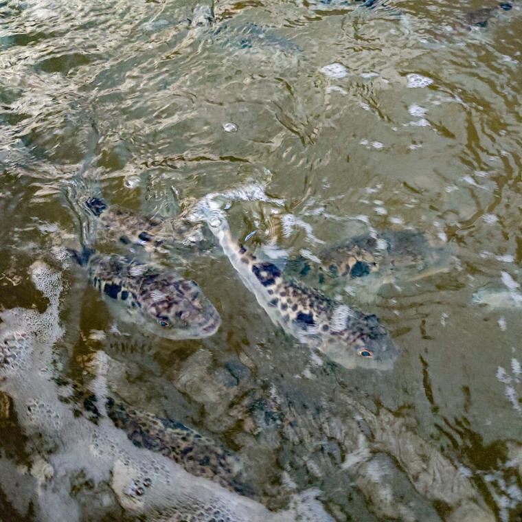 【鳥取県米子市】とらふぐ料理が味わえる温泉施設内のレストラン。名水で育てた陸上養殖のとらふぐとは？