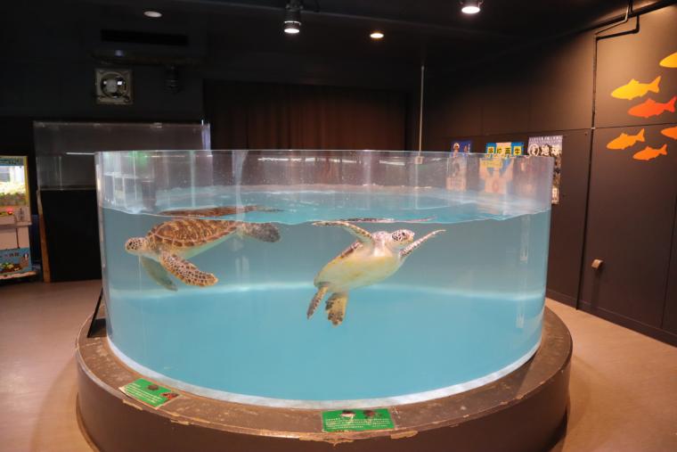 ウミガメが展示された水槽