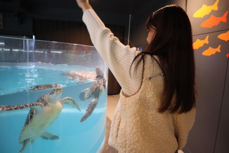 ウミガメに餌をあげているところ