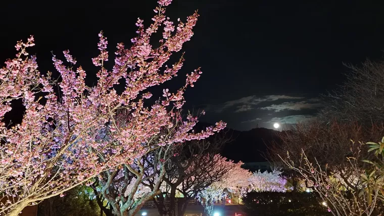 新タワーも登場！西伊豆に日本一早い桜便り！1月18日「土肥桜まつり」スタート