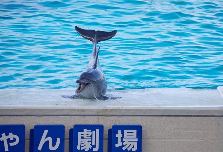 沖縄美ら海水族館
