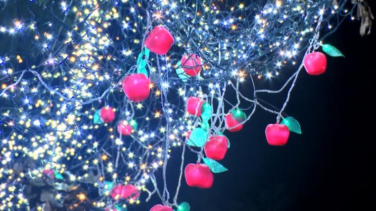【静岡県浜松市・フルーツパーク】温室で南国イルミネーション たわわに実る果物イルミがおいしそう！