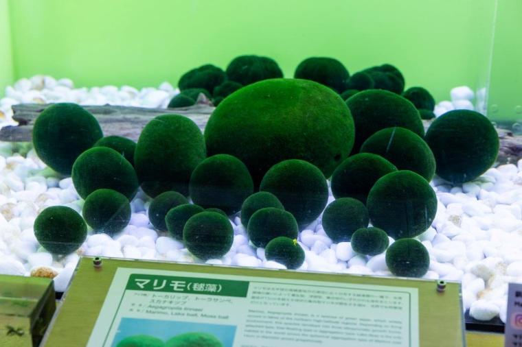 阿寒湖畔ビジターセンター