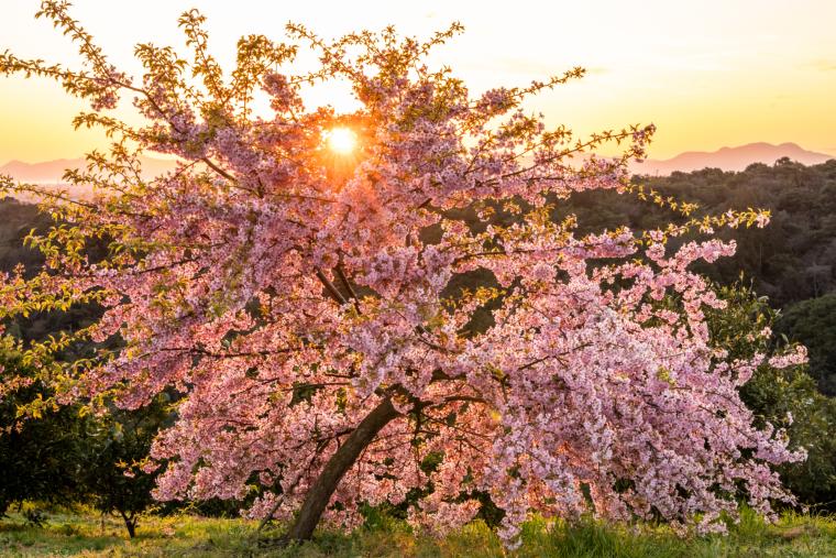 静豊園の河津桜