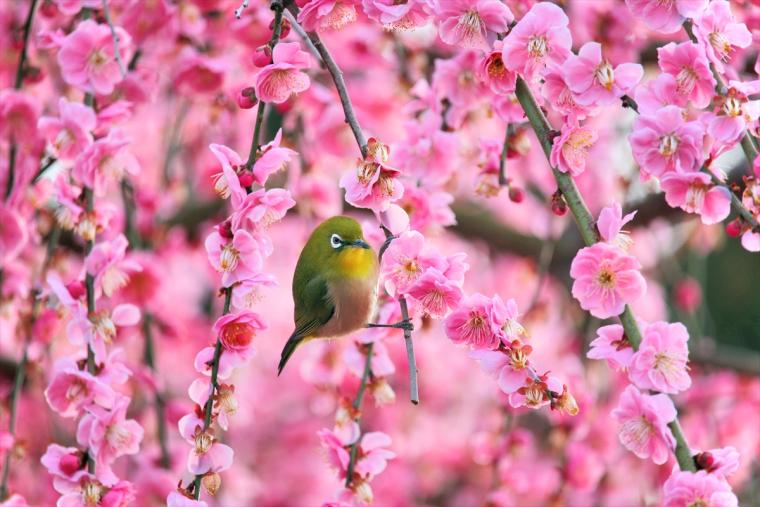 「鈴鹿の森庭園」梅とメジロ