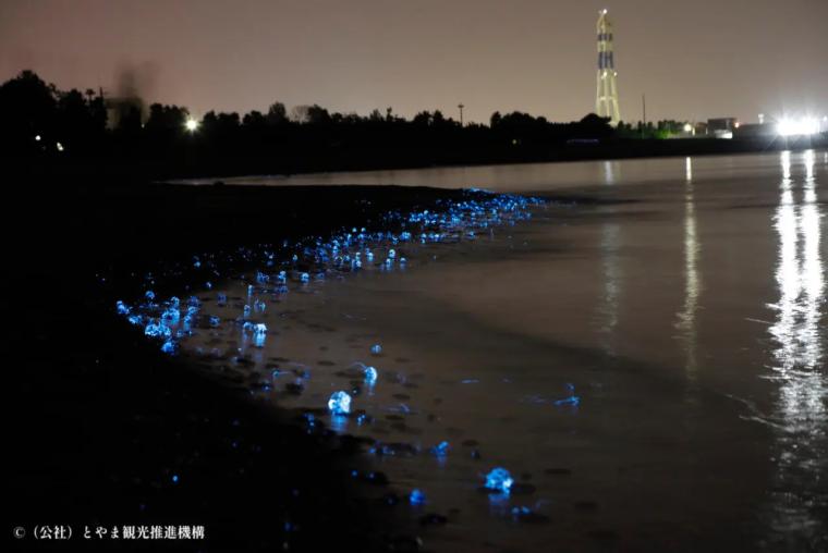 きらめく光の波を船上から【滑川ほたるいか海上観光】神秘の光景をほたるいかグルメと一緒に