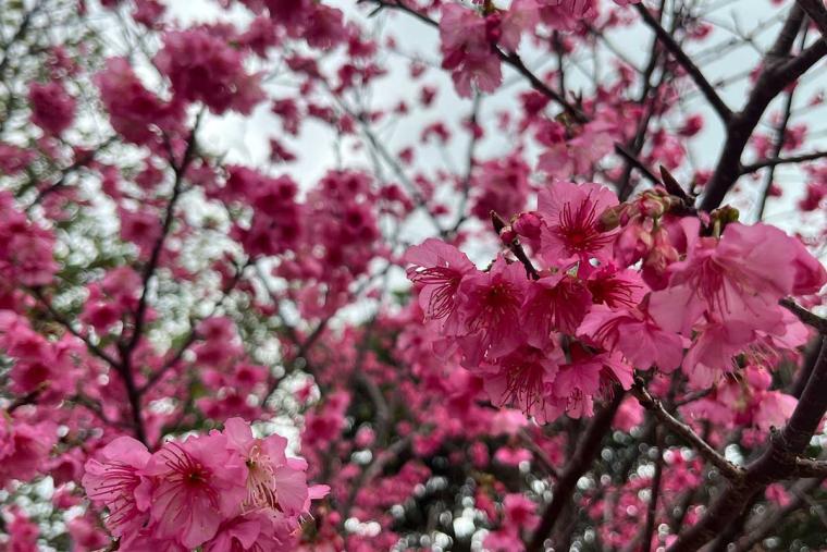 沖縄の桜前線は大自然と融合し世界遺産ではライトアップ！特別なひとときを「琉球寒緋桜」で体験（本部町・今帰仁村）