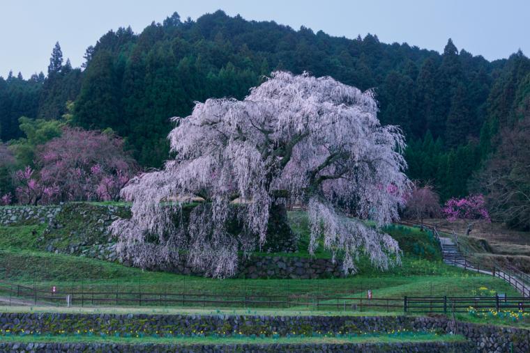 又兵衛桜