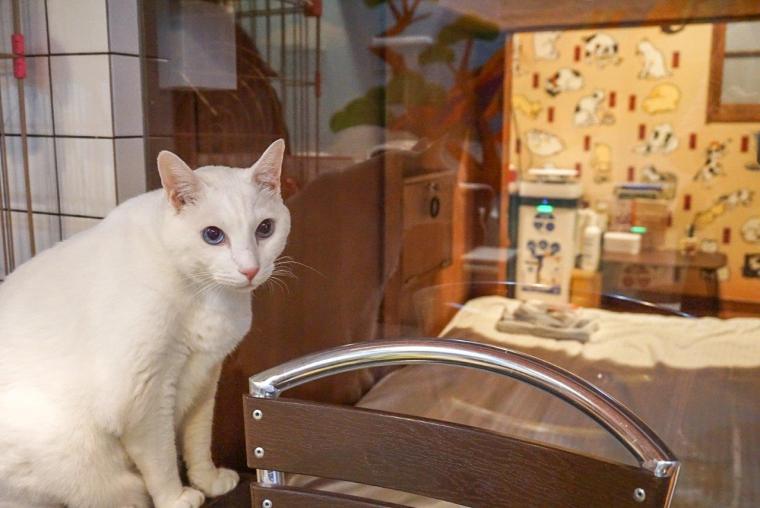 ねこ浴場＆ねこ旅籠保護猫カフェネコリパブリック大阪