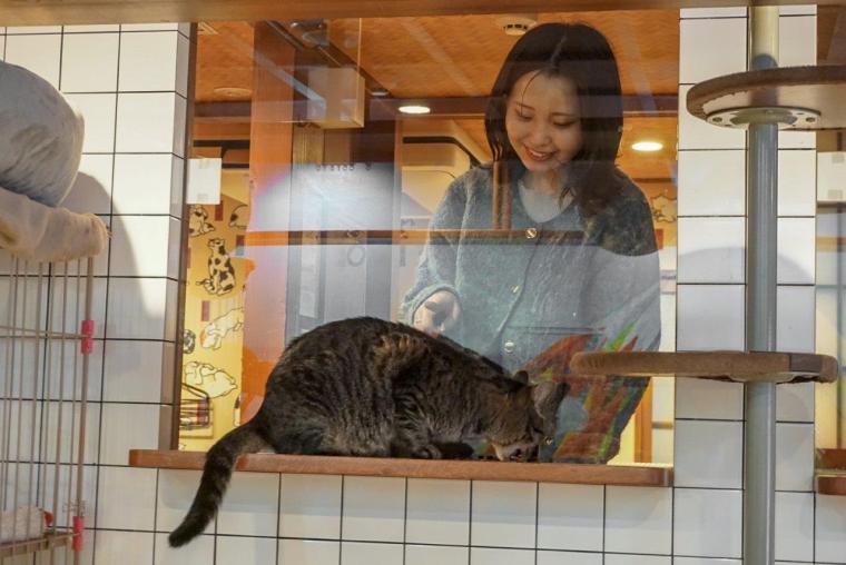 ねこ浴場＆ねこ旅籠保護猫カフェネコリパブリック大阪