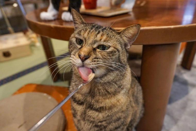 ねこ浴場＆ねこ旅籠保護猫カフェネコリパブリック大阪